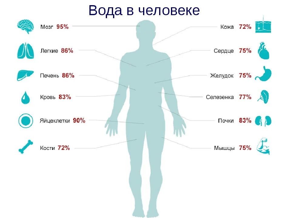 Правда ли что меньше. Сколько процентов воды в организме человека. Содержание воды в организме человека в процентах. Сколько процентов жидкости в человеке. На сколько процентов человек состоит из воды.