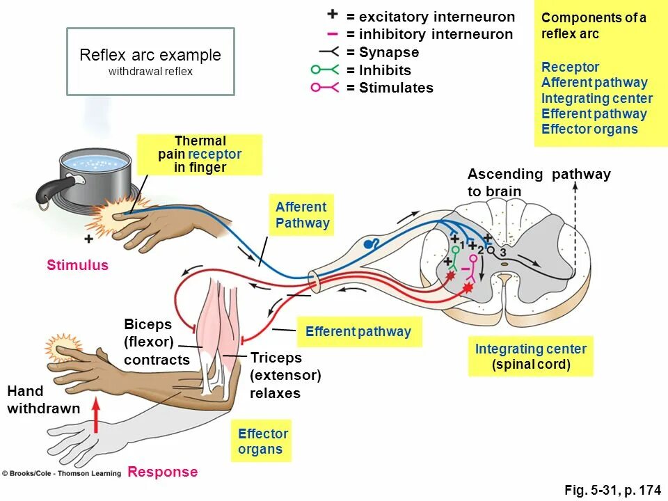 Последовательность этапов рефлекторной реакции кашля у человека. Начертите схему рефлекторной дуги отдергивания руки. Рефлекс отдергивания руки от горячего. Рефлекс руки схема. Рефлекторная дуга при отдергивании руки.