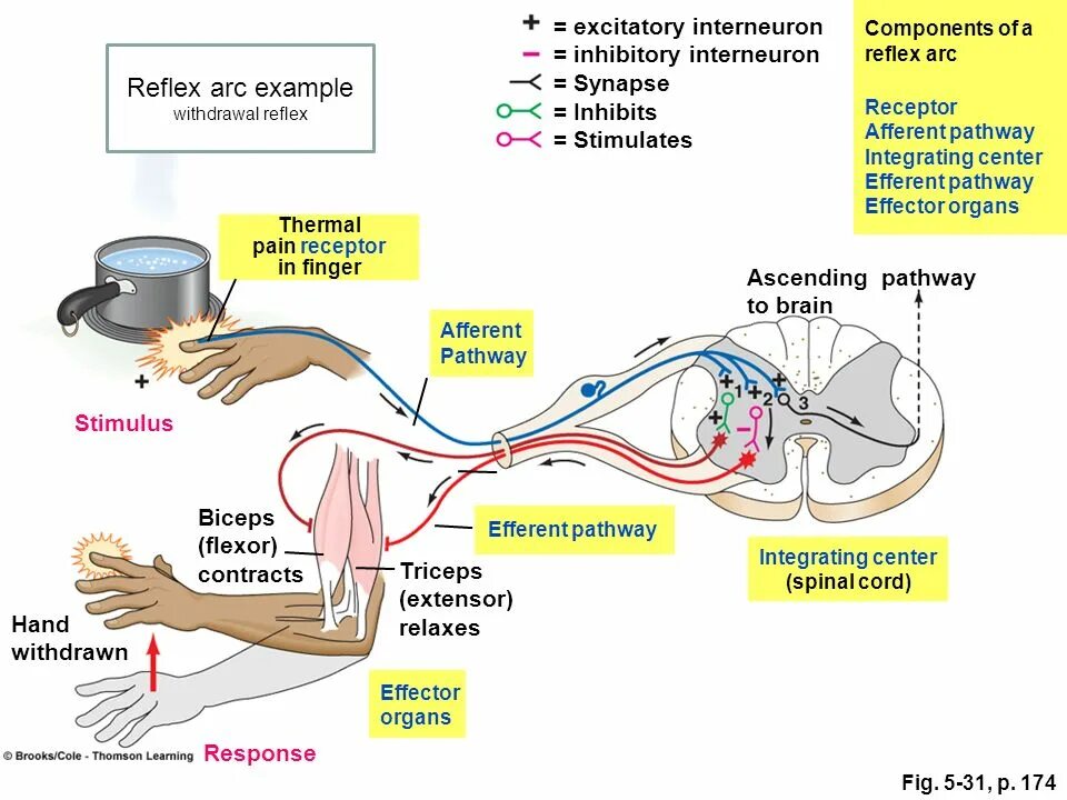 Рефлексы цена. Начертите схему рефлекторной дуги отдергивания руки. Рефлекс отдергивания руки от горячего. Рефлекс руки схема. Рефлекторная дуга при отдергивание руки.