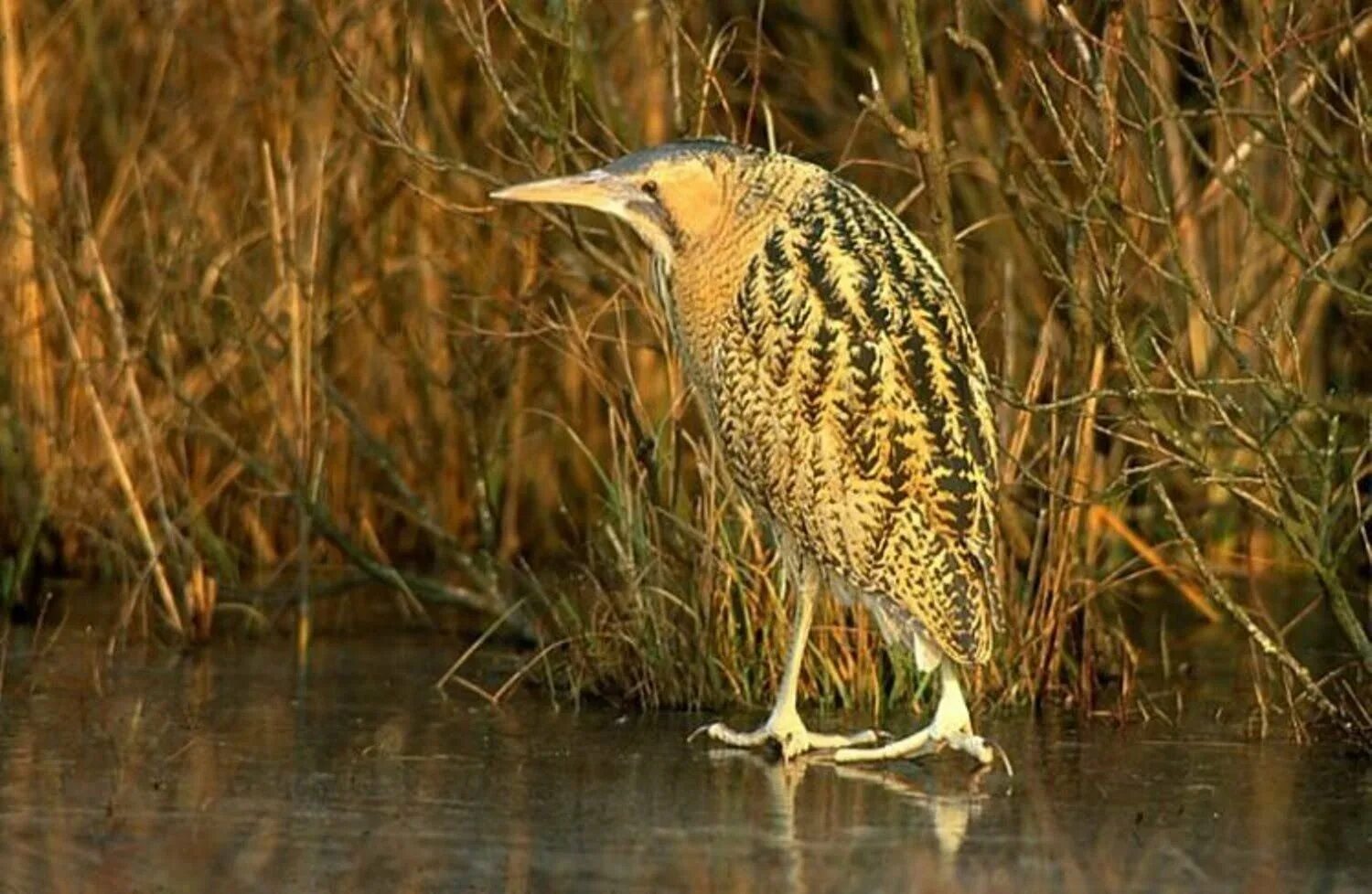 Выпь болотная птенец. Bittern - botaurus stellaris. ). Степная выпь. Коростель птенец.