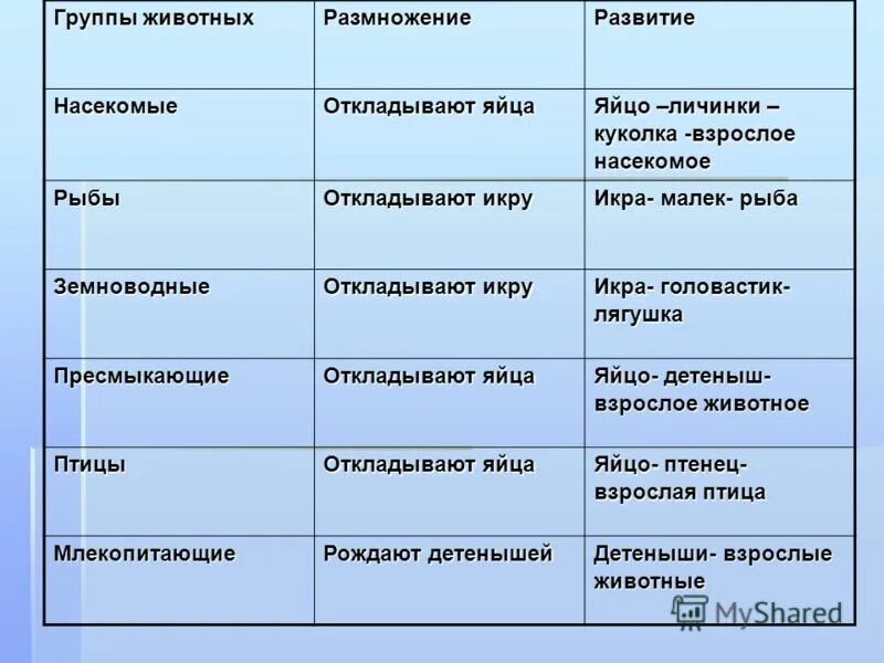 Таблица групп животных 3 класс. Группы животных таблица. Характеристика групп животных. Названия групп животных. Группы животных с примерами.