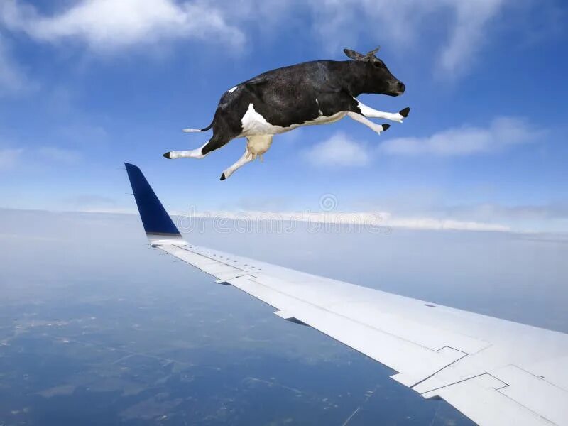 When cows fly. Cow can fly. Необычная корова. Корова летит. Корова прыгает.