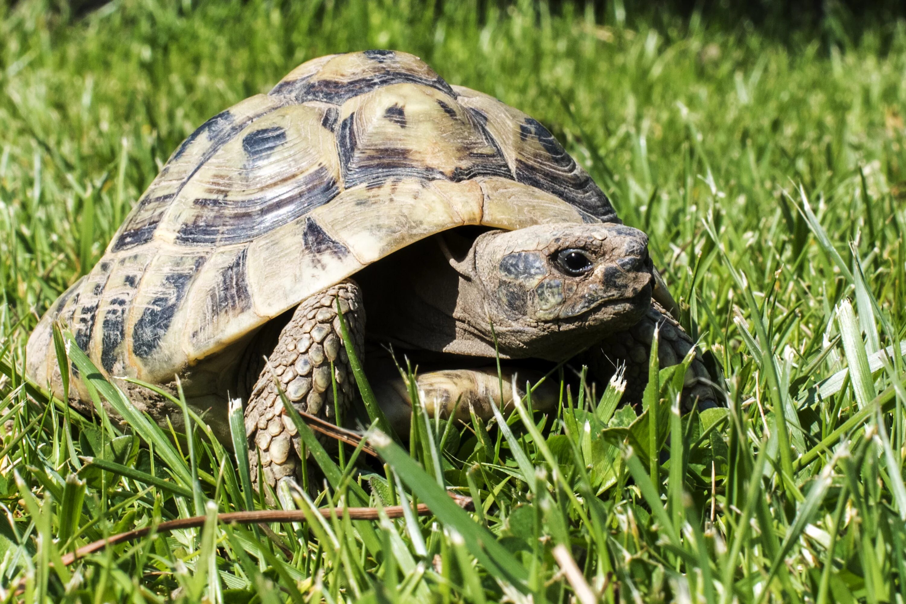 Среднеазиатская черепаха. Сухопутная черепаха Среднеазиатская малыши. Длиннохвостая черепаха сухопутная. Картинки черепах. Питомцы черепахи