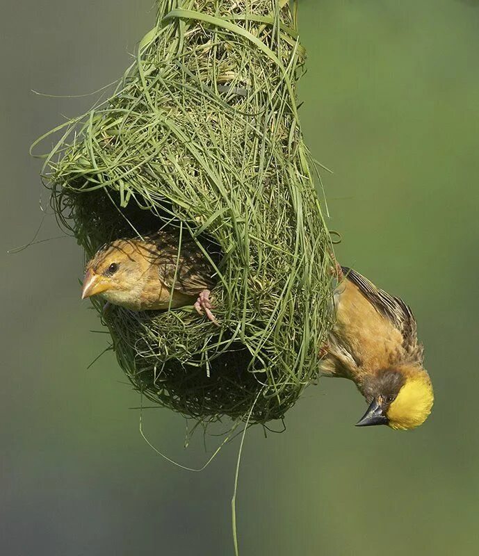 10 Types of Nests of Different Bird Species Bird species, Different birds, Birds