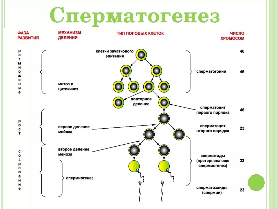 Форма образовавшейся клетки сперматогенеза