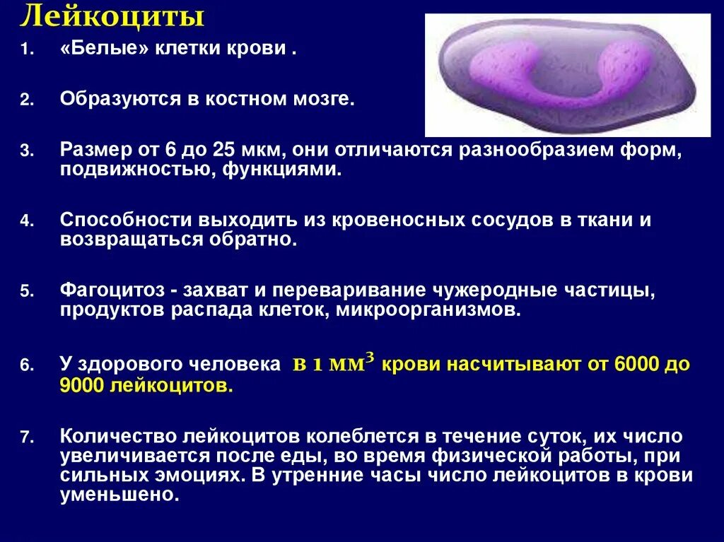 Лейкоциты белые клетки крови. Лейкоциты 2 в крови. Лейкоциты 1.1. Белые клетки крови функции. Клетки крови образующийся в костном мозге