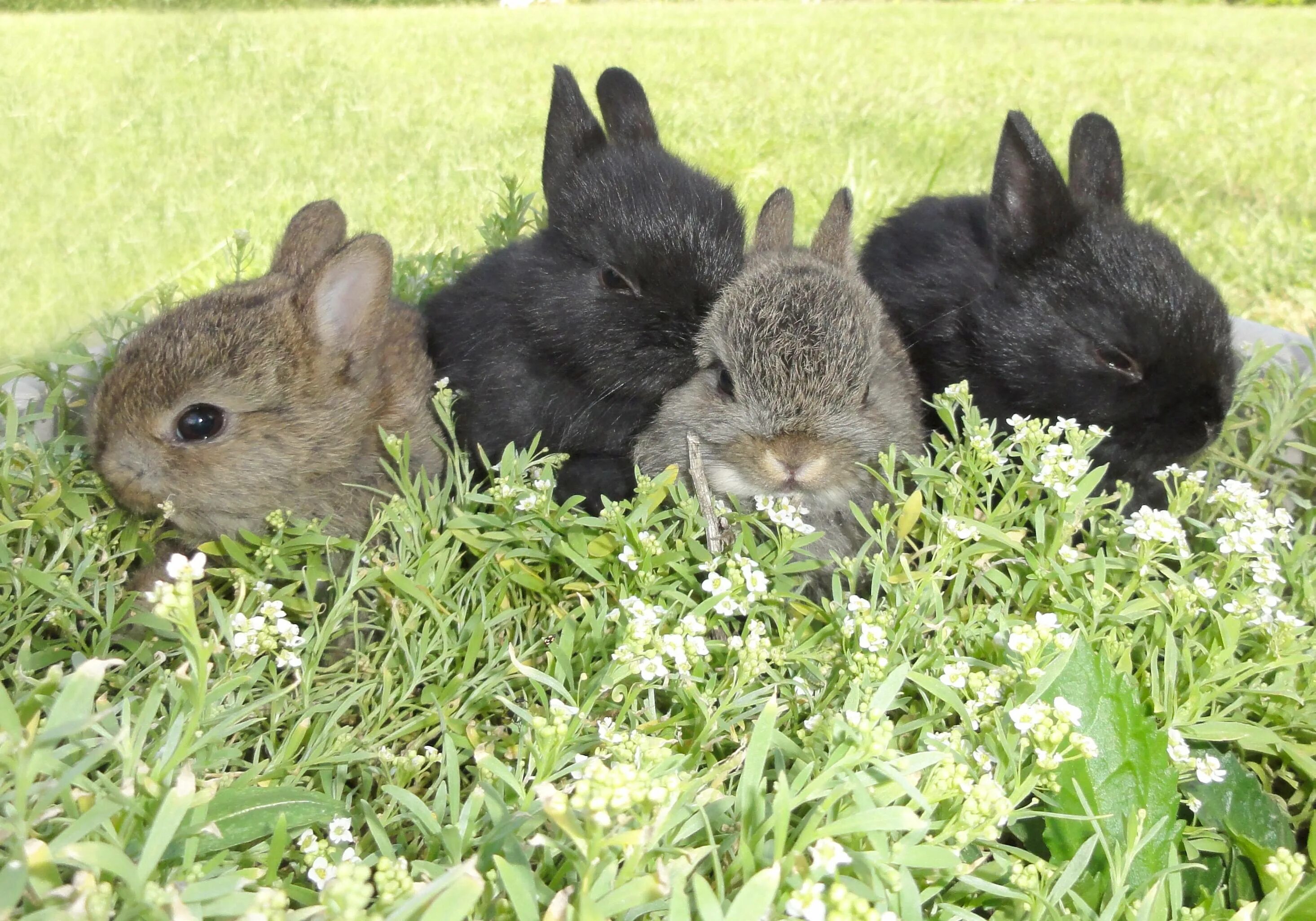 Какие люди кролики. Животноводство кролики. Кролиководство. Ферма кроликов. Кролики в сельском хозяйстве.