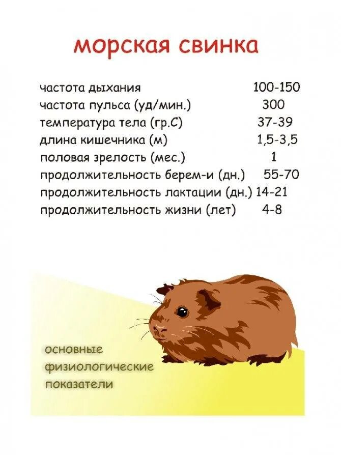 Мерки возраста хомяка. Возраст хомяка по человеческим меркам. Возраст хомяка по человеческим меркам таблица. Вес морской свинки по месяцам таблица. Мерки возраста хомяка.