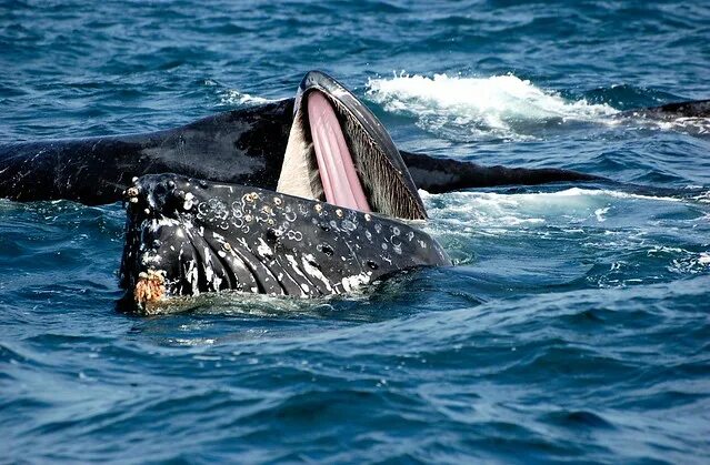 Китовый ус синего кита. Зубатые киты горбатый кит. Зубы китов. Горбатые киты охотятся. Шерсть у китообразных