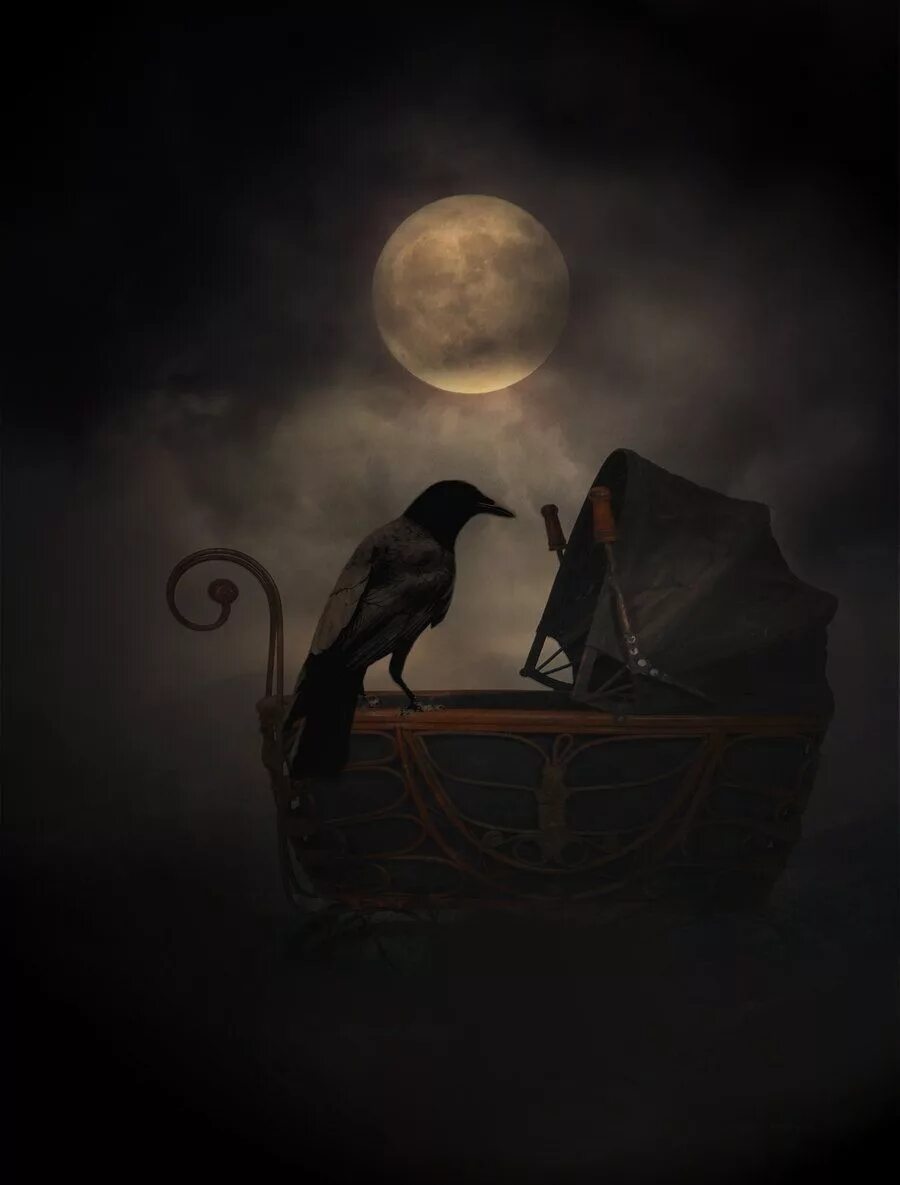 Колыбельная ворон. Мрачные птицы. Ворон ночью. Готическая птица. Ночь Луна ворона.