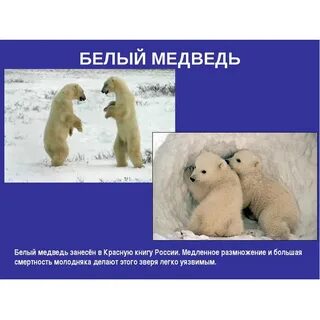 Информация о белом медведе 4 класс