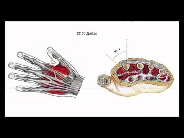 Меридианы на стопе человека. Акупунктура. Точки тонга. Акупунктура мастера тонга. Меридианы и точки акупунктуры человека.