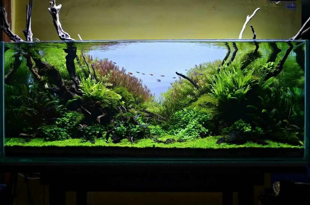 Рыбки для аквариума. Аквариумы учи. Аквариум. Аквариум в голландском стиле с водопадом. Океанариум рипли торонто.