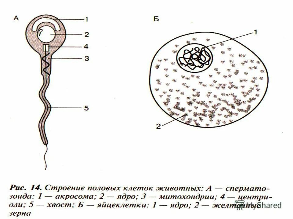 Мужская половая клетка. Строение половых клеток яйцеклетка. Строение сперматозоида и яйцеклетки. Строение яйцеклетки и спермия. Схема строения яйцеклетки и сперматозоида.