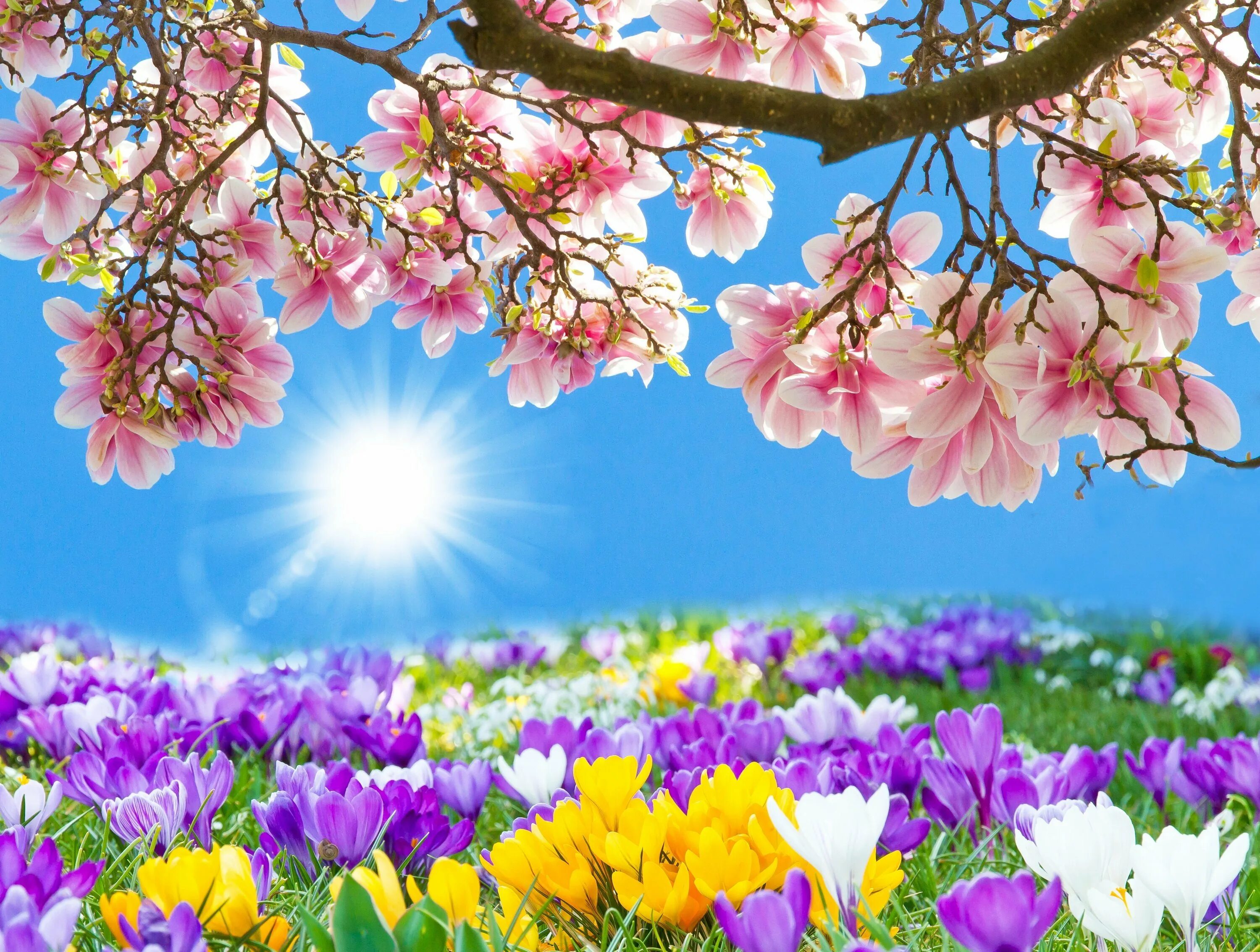 Весенние цветы. Весенний пейзаж. Красивые весенние цветы. Картинки с добрым днем весенние с природой