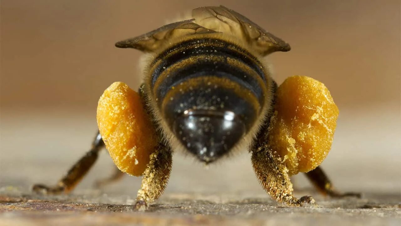 Пчелиная пыльца (Bee pollen). Пчела с пыльцой и нектаром. Пчела с пыльцой на лапках. Пчела собирает нектар. Нектар и пыльца цветов