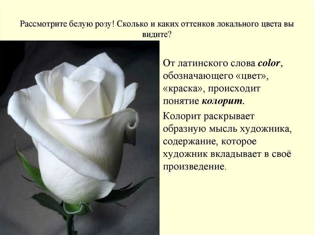 Белые розы смысл. Белые розы значение. Что означают белые розы. Белые розы на языке цветов. Что означают белые позв.
