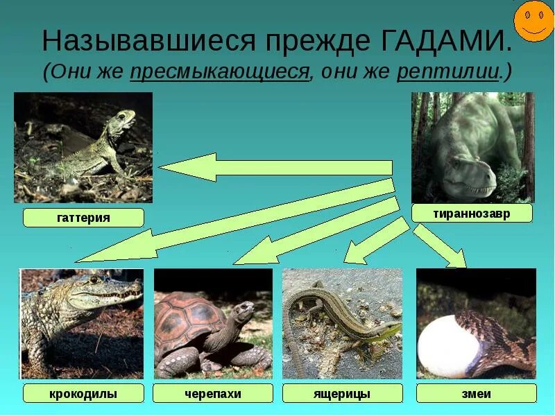 Пресмыкающихся называют наземными животными так как они. Почему рептилий называют пресмыкающимися. гады рептилии. черепа гаттерий, ящериц и змей. кто такие гады пресмыкающиеся.