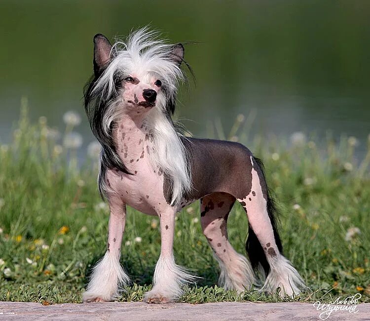 собаки обнюхивают друг друга. собаки большая и маленлька. китайская хохлатая. маламут и шпиц. китайская хохлатая собака черная.