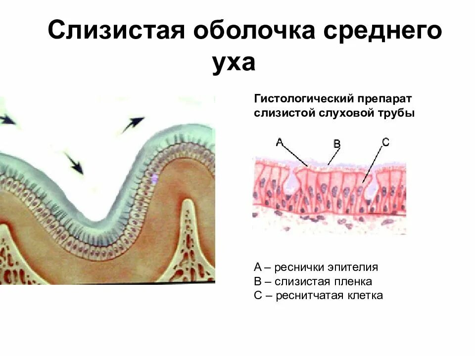 Слизистая оболочка уха. Слизистая оболочка наружного уха гистология. Среднее ухо гистология строение. Эпителий слуховой трубы. Слизистая оболочка среднего уха.