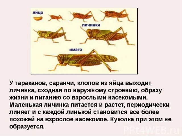 Какое развитие у саранчи. Цикл развития саранчи. Личинка саранчи. Жизненный цикл саранчи. Чем питаются личинки саранчи.