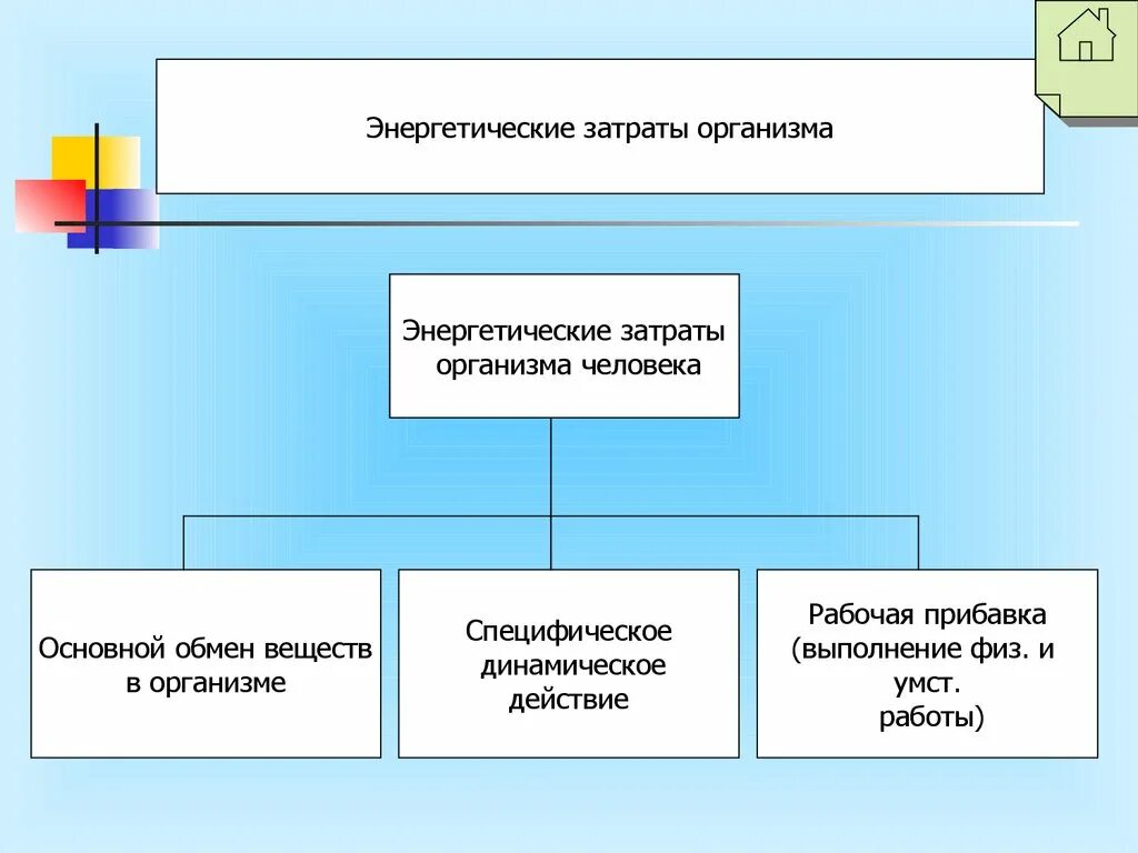 Энергозатраты органов человека. Энергозатраты организма это. Энергозатраты организма это. Энергетические затраты организма. Энергозатраты основного обмена.