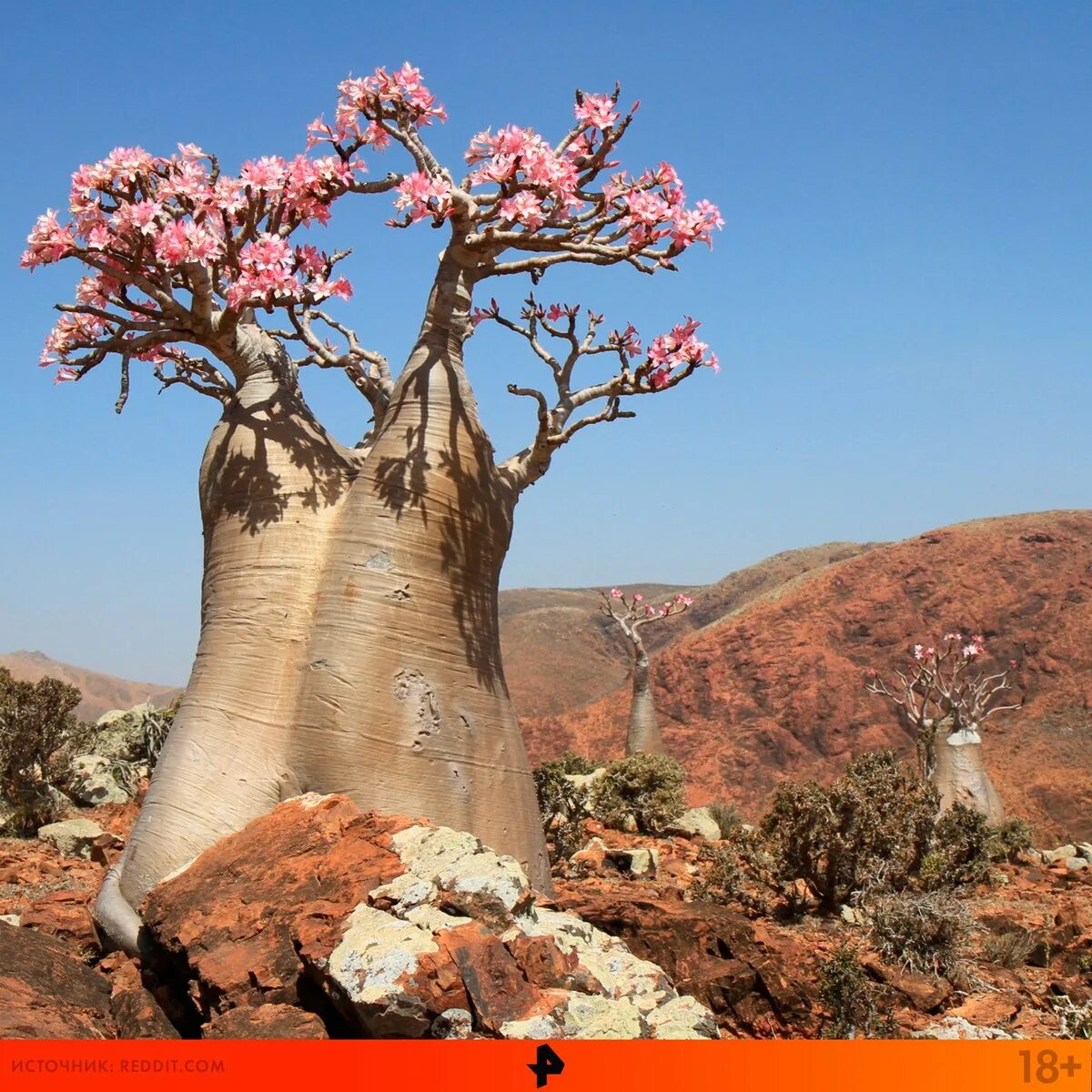 Где баобабы розовый. Баобаб (Адансония пальчатая. Adansonia digitata баобаб Адансония пальчатая. Баобаб бутылочное дерево. Африканский баобаб цветение.