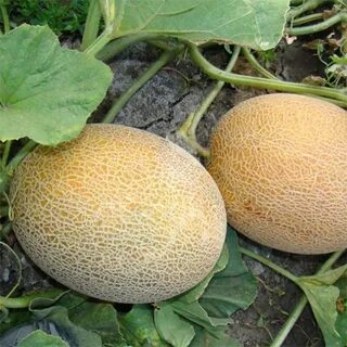 Дыня карамелька