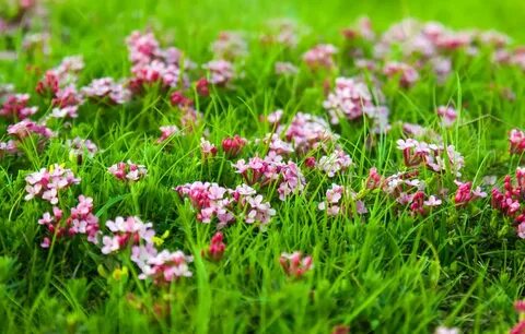 Flowers grasses