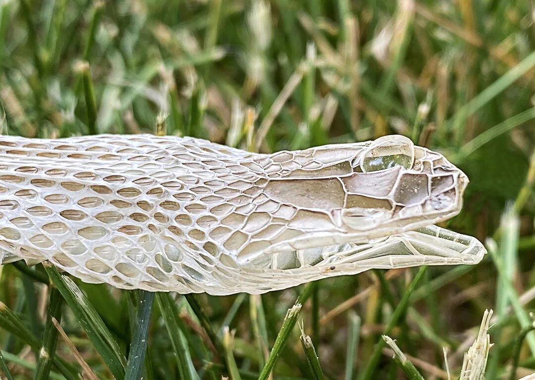 В змеиной шкуре новы. Шкура змеи. Desert Snake Skin.