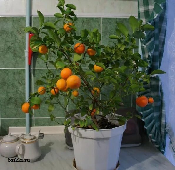 Сколько растет мандарин. Мандариновое дерево из косточки. Хурма дома в горшке. Мандарин из косточки в домашних условиях фото. Мандарин вырастить дома.