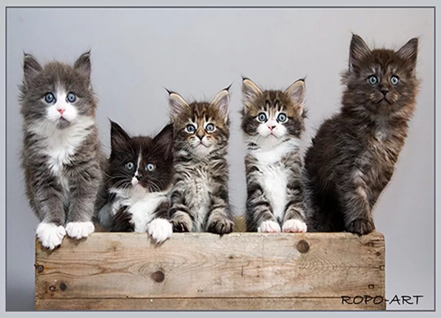 How many kittens the cat got. Maine coon kitten. cat ropo.