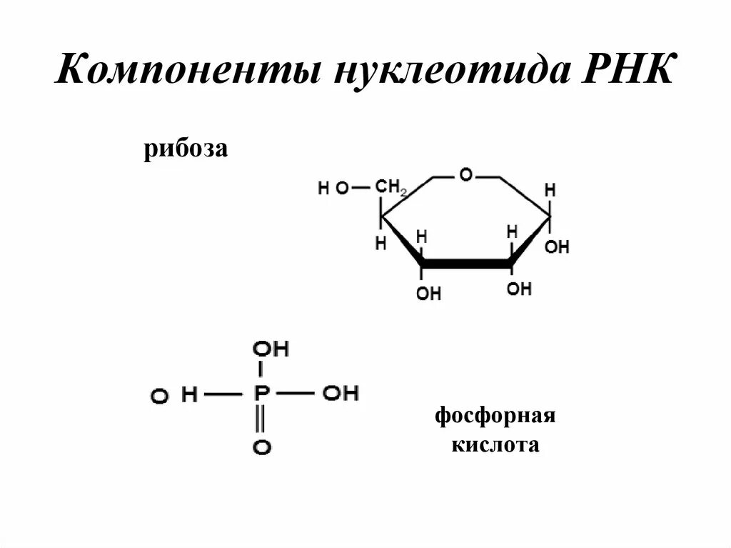 РНК рибоза строение. Рибоза в нуклеотиде РНК. Нуклеотиды с рибозой. Компоненты нуклеотида. Строение рибозы