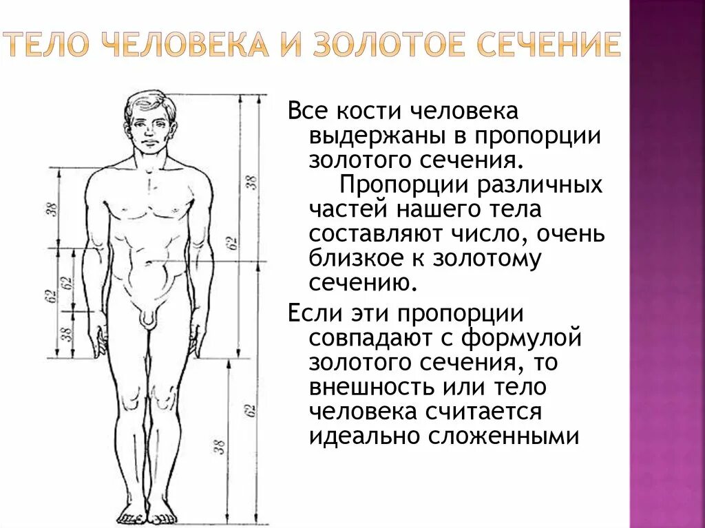 Тело округлое в сечении. Антропометрия пропорции тела человека. Идеальные пропорции тела золотое сечение. Золотое сечение тело человека. Пропорции тела человека золотое сечение.