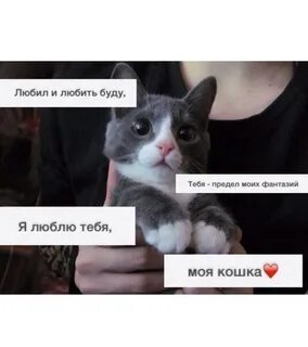 Твоя ж