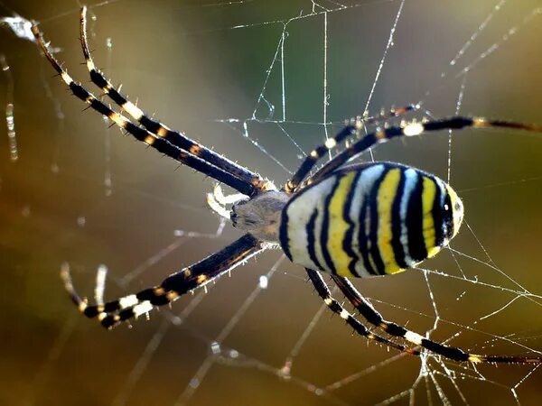 File:Argiope aurantia hanging.jpg - Wikimedia Commons