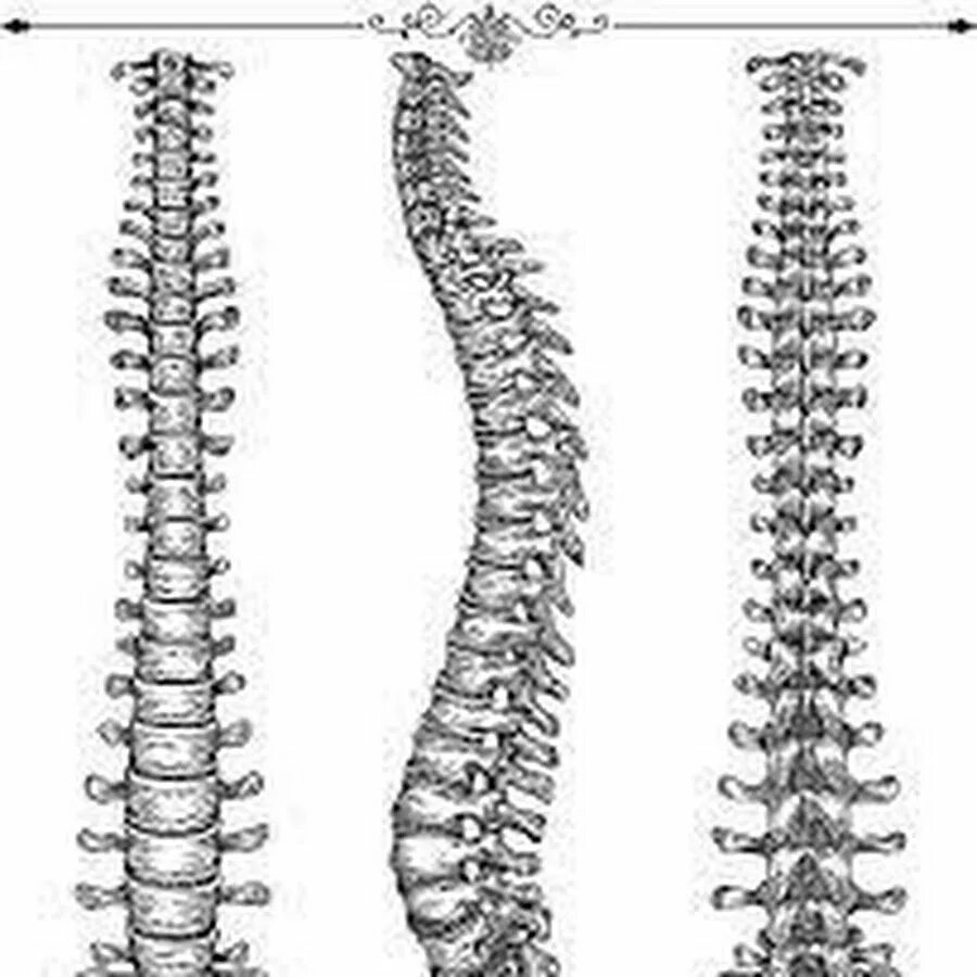 Позвоночник. Позвоночник рисунок. Позвоночник для рисования. Позвоночник рисовать. Кости позвоночника бедро и печень