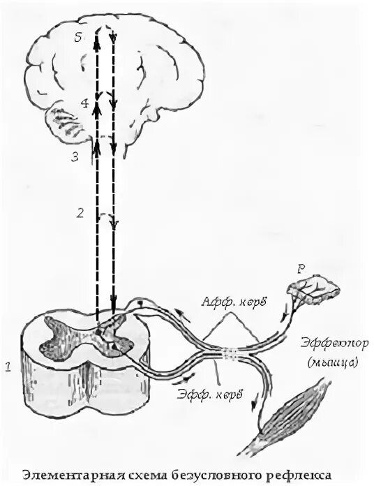 Рефлекторная дуга продолговатого мозга схема. Схема безусловного рефлекса. Рефлекторная дуга рефлекса продолговатого мозга. Схема рефлекса мозга.
