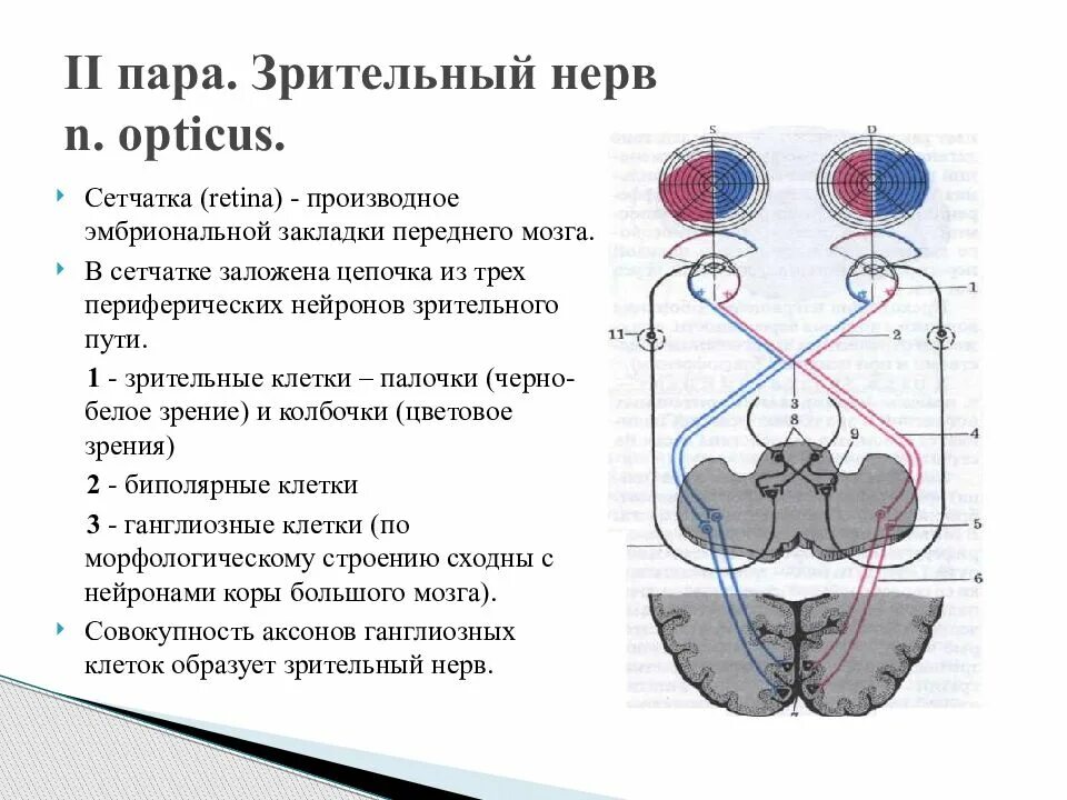 Зрительный нерв в головном мозге. 2 Пара черепных нервов схема. 2 Пара ЧМН зрительный нерв. Зрительный нерв 2 пара черепных нервов. 2 Пара черепных нервов Нейроны.