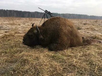 Зубр лось