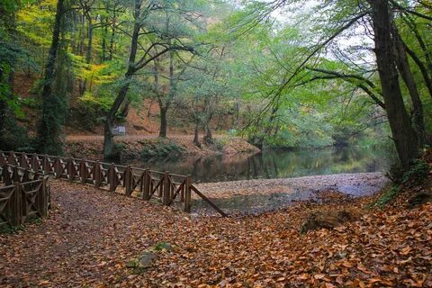 Белградский лес