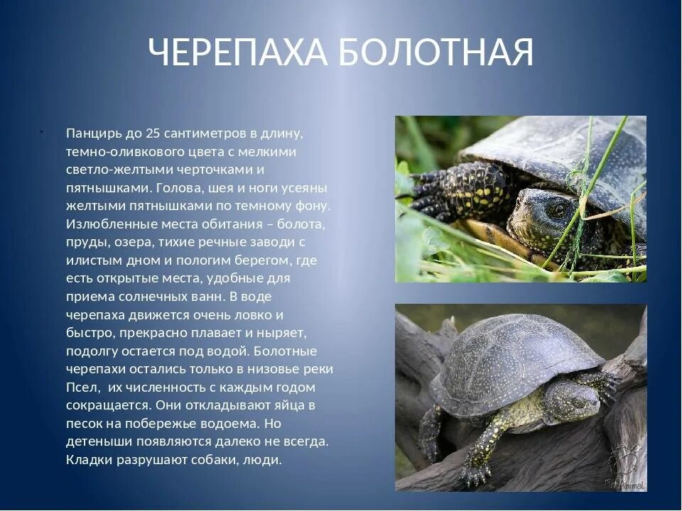 Черепаха в жизни человека. Среднеазиатская Болотная черепаха. Черепашата Болотной черепахи. Европейская Болотная черепаха (Emys orbicularis). Пресмыкающиеся Болотная черепаха.