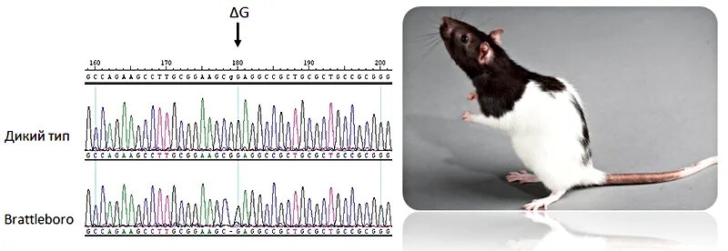 При расшифровке генома крысы было установлено. Таблица для крыс. Геном крысы. Инбредные линии мышей.