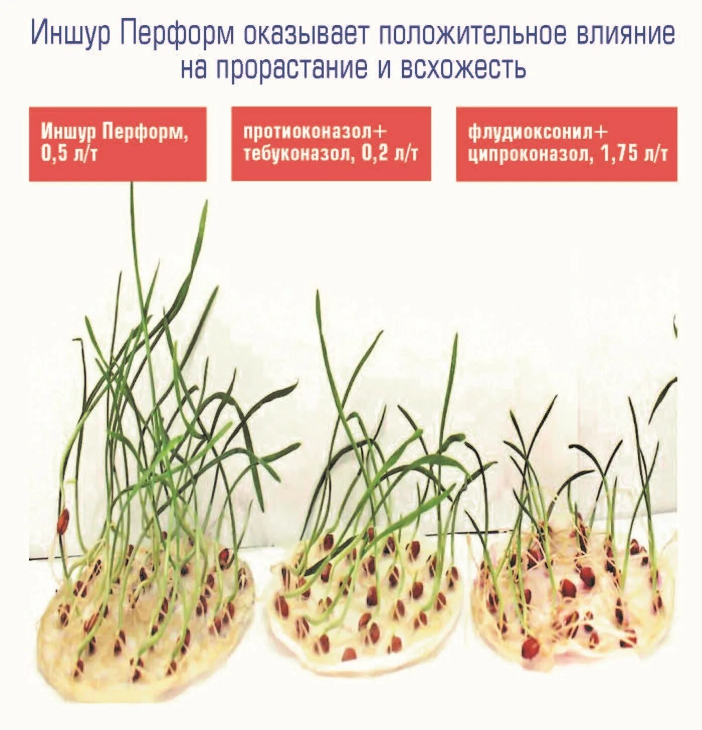 В какую почву семена заделывают глубже. Глубина заделки семян. Иншур Перформ. Эспарцет глубина заделки семян. Глубина заделки крупных и мелких семян.