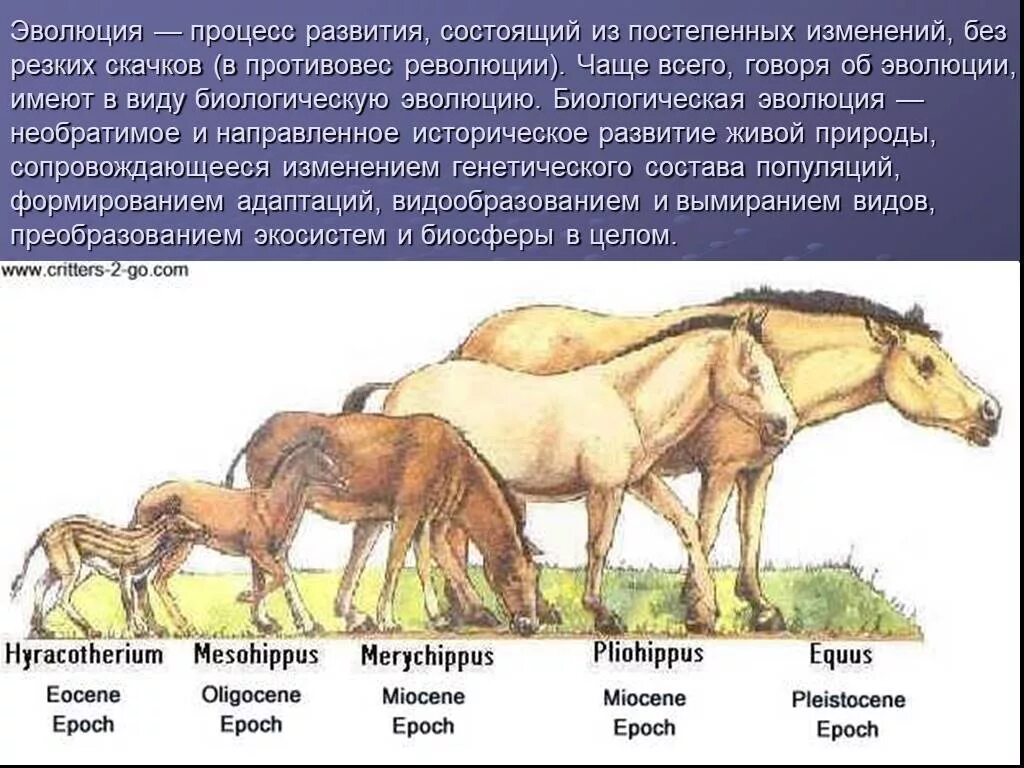 Процесс эволюции. Эволюция развития процесса. Эволюция это необратимый процесс. Процесс эволюции животных. Эволюционные изменения происходят на