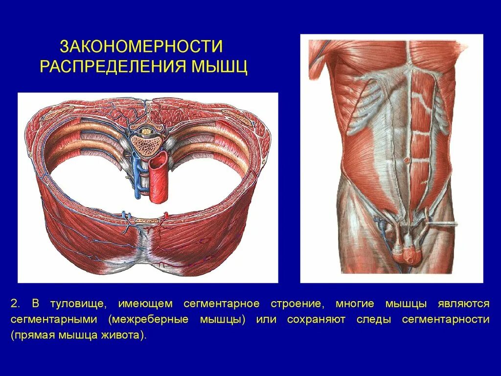 Распределите мышцы по группам. Мышцы живота. Межреберные мышцы живота. Закономерности распределения мышц. Сегментарные мышцы это.