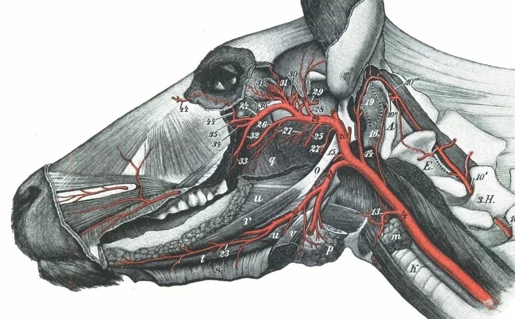 Сонная артерия у свиньи где фото. Наружная челюстная артерия. Наружная челюстная артерия КРС. Сонная артерия у собаки анатомия. Скелетотопия артерий головы лошади.