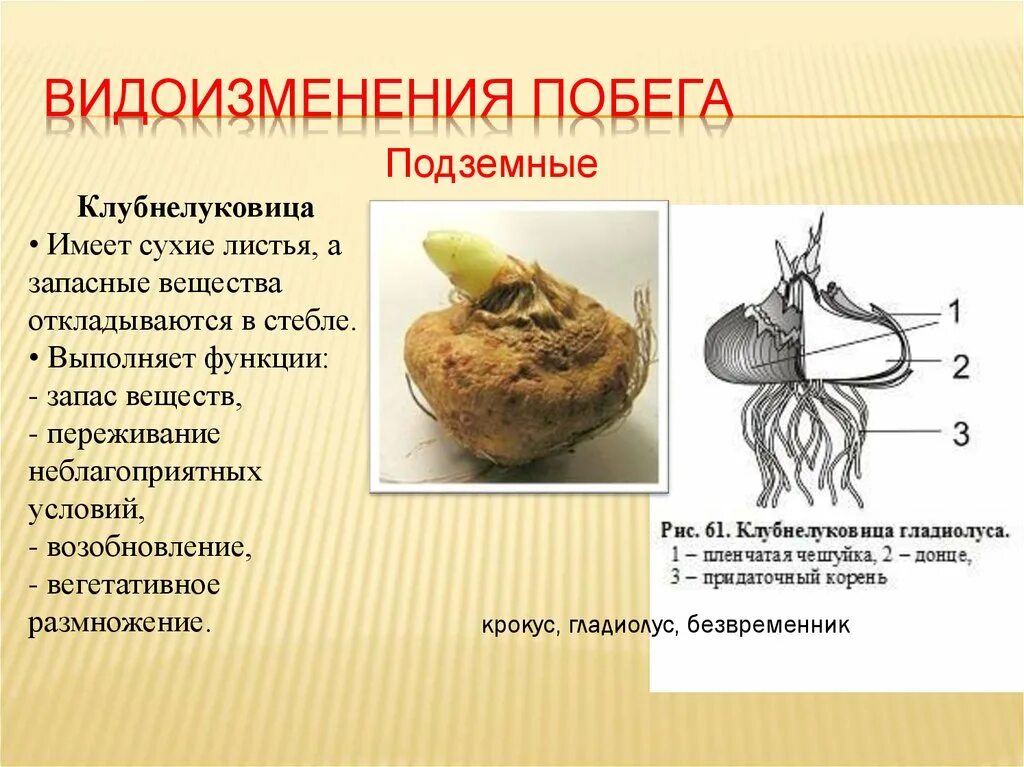 Побега гладиолуса. Метаморфозы побега клубнелуковица. клубнелуковица функции. клубнелуковица гладиолуса это видоизмененный побег. клубнелуковица строение побег.