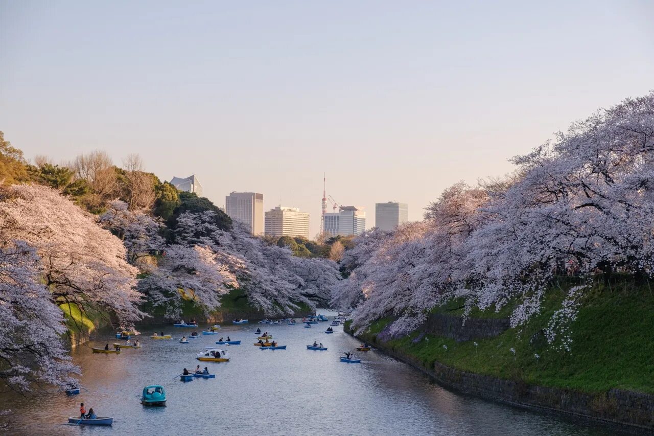 Уено. Цветение Сакуры в Японии 2023. Праздник цветения Сакуры в Японии. Цветение Сакуры Осака. Япония Токио Сакура.