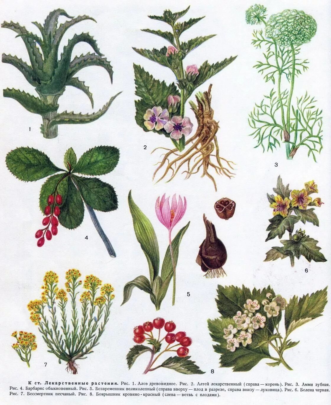 Картинки растений. Лекарственные растения. Лечебные растения. Лекарственныерасьения. Травы названия.